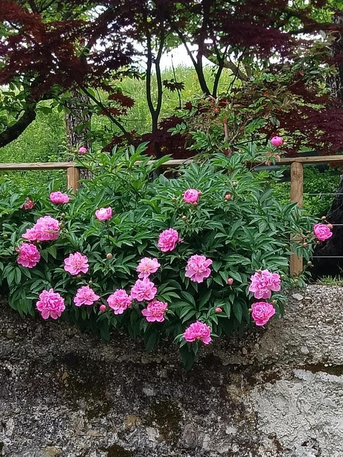 B&B Al Vecchio Carpino Farra Exteriér fotografie